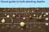 vanmeuwen-planting-depths-of-bulbs.jpg