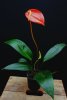 anthurium scherzerianum - Copia.JPG