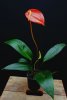 anthurium scherzerianum - Copia.JPG
