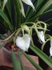 brassavola cordata.JPG