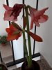 Hippeastrum-1.jpg