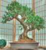 crassula-bonsai.jpg