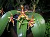 phalaenopsis mannii.jpg