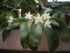 phalaenopsis violacea alba 2.JPG