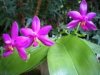 phalaenopsis violacea malesia.jpg
