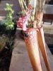 sarracenia - Copia.JPG