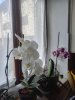 orchidea  bella.jpg