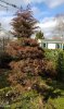 2021-2 CRYPTOMERIA JAP. ELEGANS GIARDINO.jpg