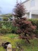 2021-2 CRYPTOMERIA GIARDINO 1.jpg