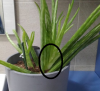 aloe.png