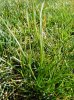 cyperus 1.jpg