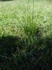 cyperus2.jpg