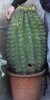 Ferocactus Herrerae.jpg