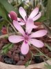 freesia verrucosa.jpg