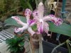 cattleya amethystoglossa.JPG
