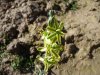 Ornithogalum concordianum.jpg