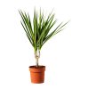 dracaena-marginata-pianta-da-vaso__0112750_PE264649_S4.JPG