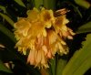 Clivia x cyrtanthiflora.jpg