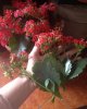 kalanchoe.jpg