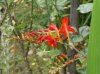 crocosmia Lev.jpg crocosmia Lev.jpg