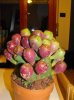 DSCF6221.jpg