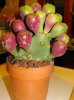 DSCF6222.jpg