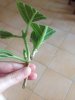 foto (9).JPG