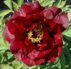 peonia Plutone.jpg