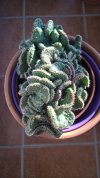 Austrocylindropuntia subulata fma. crestada (Copy).jpg