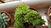 Echeveria agavoides crestata (Copy).jpg