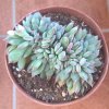 Echeveria apus crestata 2019 (Copy).jpg