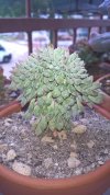 Echeveria chrissy' n ryan crestata 2019 (Copy).jpg