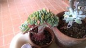 Echeveria Glauca crestata 2017 (Copy).jpg