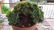 Echeveria Glauca crestata 2019-1 (Copy).jpg