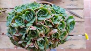 Echeveria Glauca crestata 2019-2 (Copy).jpg