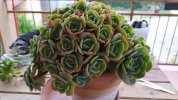 Echeveria Glauca crestata 2019-3 (Copy).jpg