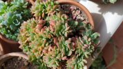 Echeveria ramillette crestata 2020 (Copy).jpg