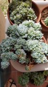 Echeveria sanchez-mejoradae crestata (Copy).jpg