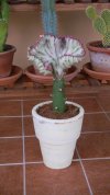 Euphorbia lactea cristata 2015 (Copy).JPG