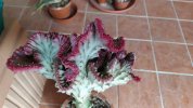 Euphorbia lactea cristata 2020 (Copy).jpg