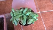 Graptoveria Fred Ives Cristata 2014 (Copy).jpg