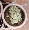 Mammillaria elongata crestata 2020 (Copy).jpg