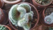 Mammillaria pringlei crestata 2019 (Copy).jpg