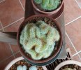 Mammillaria pringlei crestata 2020 (Copy).jpg