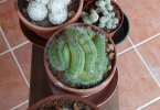 Mammillaria spinosissima cv. 'un pico' crestata a 2020 (Copy).jpg