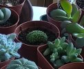 Mammillaria spinosissima cv. 'un pico' crestata aa 2016 (Copy).jpg