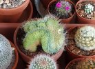 Mammillaria spinosissima cv. 'un pico' crestata aa 2020 (Copy).jpg