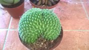 Mammillaria spinosissima cv. 'un pico' crestata b 2017 (Copy).jpg