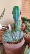 Myrtillocactus geometrizans crestato 2019 (Copy).jpg