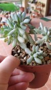 Pachyphytum clavifolia crestato (Copy).jpg